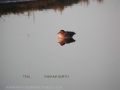 teal, teals, teal ducks-3